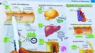 Cytokines and Chemokines Inflammatory mediators of inflammationTNF and InterleukinsRobbins patho [upl. by Hsak]