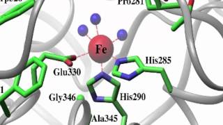 Phenylalanine Hydroxylase [upl. by Ehcnalb]