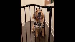 Dog Get Put Into Cosplay Jail For Stealing Hamburger And Fries  15302661 [upl. by Bekaj]