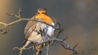 Vogelwandeling door Meijendel 1183 [upl. by Danette]