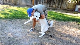 Dogs Welcoming Owners Home [upl. by Akel397]