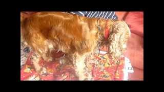 Comment faire un toilettage pas cher dun cocker spaniel anglais [upl. by Ward]