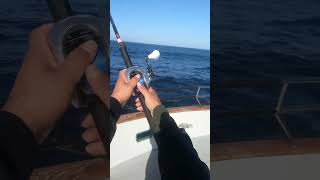 Fly line fishing for bluefin tuna fishingvideo fishing fishingmethods sportfishing [upl. by Truscott]