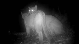 Mountain Lion Screams Growls and Purring Mating Behavior [upl. by Schilit]