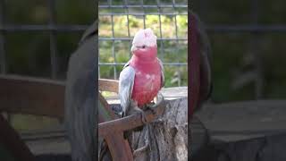 Galah Cockatoo Parrot Bird CallSongSounds shorts [upl. by Laks]