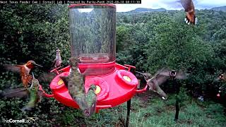 Two Hours of Hummingbird Zen From the Mountains of West Texas  August 18 2022  Cornell Lab [upl. by Darooge]