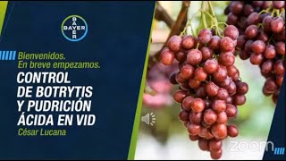 Control de Botrytis y pudrición ácida en vid  Agro Bayer Perú [upl. by Celio]