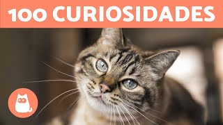 100 CURIOSIDADES sobre los GATOS que te sorprenderán 🐱🐾 [upl. by Sitnik]