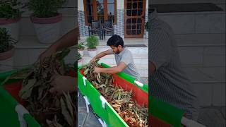 ये सब्जियां लगाओ और पूरी सर्दियाँ ताज़ी सब्जियां खाओ 🤩 youtubeshorts shorts organicgardening [upl. by Eissalc]