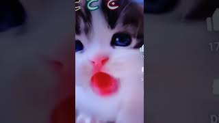 Alifun baa arabic song singing cute kitty by Nargis world ❤️🥰alifun baa  islamic song [upl. by Jere84]