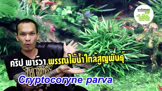 เจาะลึกไม้น้ำ  คริป พาร์วา Cryptocoryne parva  ชาวร็อคบอกไม้น้ำ [upl. by Elocan578]