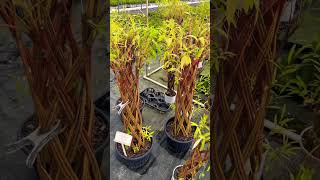 Tour of Chilliwack Nursery foryou shorts viralshorts trending subscribe canada travel [upl. by Einuj]