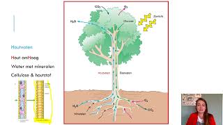 Samenvatting Planten4 VMBO Biologie Voor Jou MAX [upl. by Smalley857]