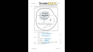 life sciences paper 2 mutation DNA THUNDEREDUC [upl. by Ayeka]