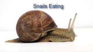 Best of Snails Eating With Radula [upl. by Knorring164]