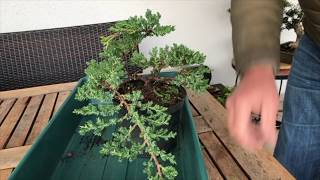 How to Create a Juniper bonsai for cheap Absolute best conifer bonsai for cascade style [upl. by Reneta]