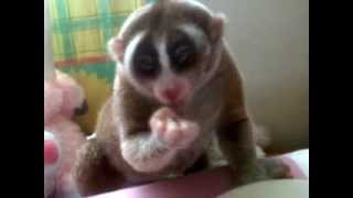 adorable slow loris quotMimiquot having breakfast [upl. by Nnelg]