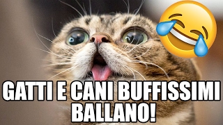 30 cani e gatti che ballano e cantano Vedere per credere [upl. by Evelyn186]