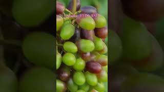 Akademik anggur grapeyard grape grapeharvest [upl. by Hairahs]