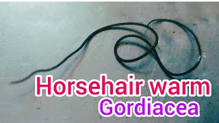 दूसरों का माइंड कन्ट्रोल करने वाला कीड़ा । Horsehair worm or Gordiacea । SKK Earth [upl. by Mitran]