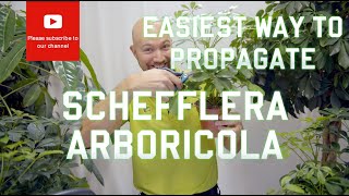 Easiest way to propagate Schefflera arboricola Dwarf Umbrella Tree [upl. by Sutphin]