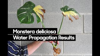 Monstera deliciosa Water Propagation • Month 4 Results [upl. by Hgielar]