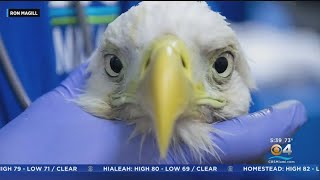 Rita The Zoo Miami Eagle Undergoes Partial Wing Amputation [upl. by Melburn]