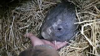 Making friends with Boo the wombat rescued and in care👍 [upl. by Engle]