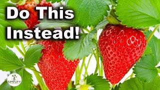 Do THIS For AMAZING STRAWBERRY Harvests This Year [upl. by Chaker589]