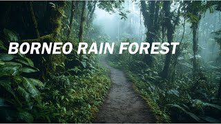 Borneo rain forest most biodiverse rainforests in the worldwildelife animals facts nature [upl. by Chi254]