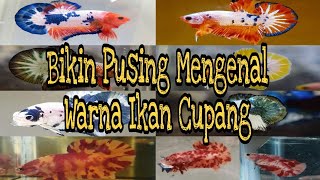 Cara Membedakan Warna Ikan Cupang Fancy [upl. by Barri537]