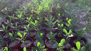 Adenium Arabicum seedlings arabicummkmk arabicumgoldentank arabicumgoldencrown arabicumseedlings [upl. by Heyer]