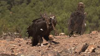 Hide de buitres en Cañamero Birdwatching Villuercas [upl. by Copeland]