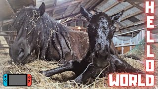 A baby from Johnny😎 The birth of this beautiful foal🍼 So special🥰  Friesian Horses [upl. by Harutek]