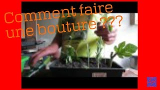 COMMENT FAIRE UNE BOUTURE [upl. by Edac]