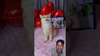 Cat lover 🤣🤣🤣 kitten funny cat catlover pets cats fuunypets funnyanimals funnycats [upl. by Rocky]