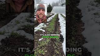 Boost Garden Soil Health with a Cover Crop Mix gardening covercrop covercrops [upl. by Neeli]