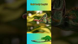 Chameleon Tongues Are FASTER Than A RACE CAR🦎🦎👅animals animalfacts shorts [upl. by Arlena]