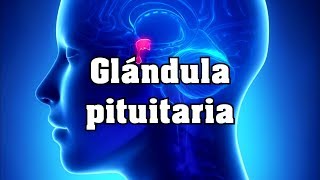 Glándula pituitaria [upl. by Lairbag]