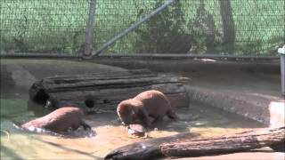 River Otters get Live Crab [upl. by Adialeda]