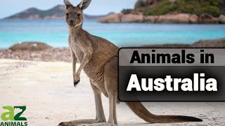 Wildlife in Australia A Guide of Different Types of Australian Animals [upl. by Tita]