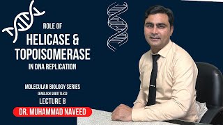 Helicase and Topoisomerase  DNA Replication  English Subtitles  Lecture 8  Dr Muhammad Naveed [upl. by Anikal97]