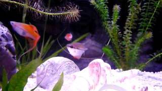 Mon aquarium deau douce [upl. by Amir]