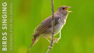 Birds Chirping  24 Hour Bird Sounds Relaxation Soothing Nature Sounds Birds Chirping [upl. by Aba314]