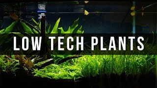 Planted Tanks For Beginners  Easy Low Tech Plants [upl. by Amak]