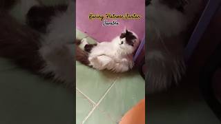 Tingkah Kucing Lucu shorts [upl. by Alyahs506]