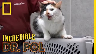 An Angry Cat Gets Vaccinated  The Incredible Dr Pol [upl. by Finn]