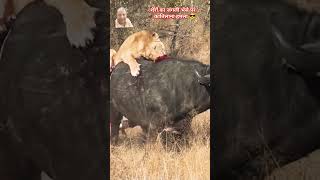 Lions vs Buffalo wildlife trendingshorts [upl. by Stretch683]