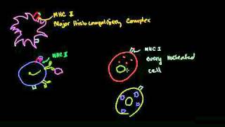 Cytotoxic T Cell in Bangla [upl. by Knowles]