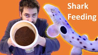 🦐 Saltwater Aquarium Shark Feeding How to Prepare Food for Epaulette and Bamboo Sharks [upl. by Etneciv]